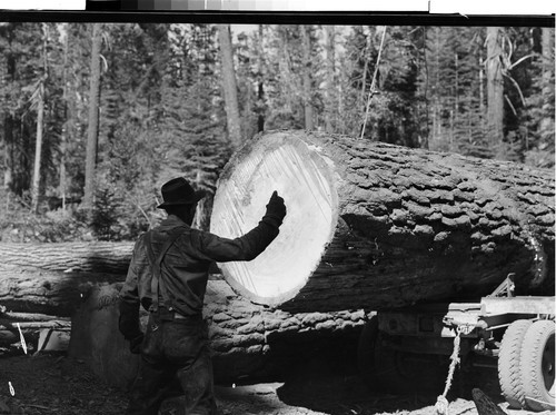 Red River Lumber Company Humbug Logging Operation