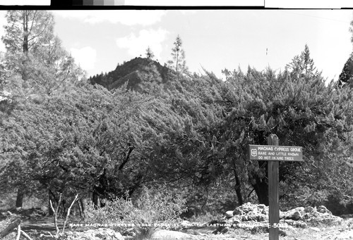 Rare Macnab Cypress near Paradise, Calif