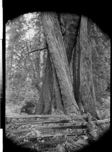 The Corkscrew Tree of the Redwoods, Calif