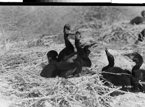 Cormorants