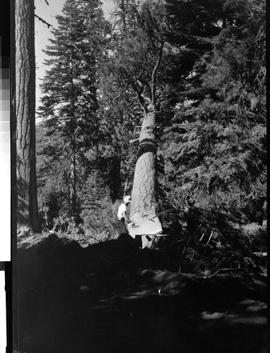 Shasta Cascade - cutting tree in forest