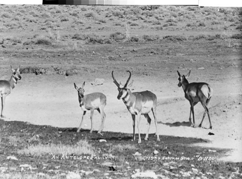 "An Antelope Family"