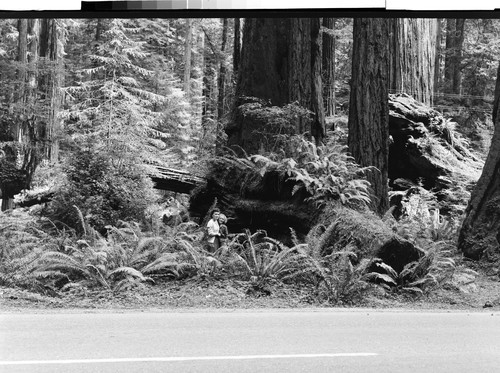 Giant Ferns among the Redwoods