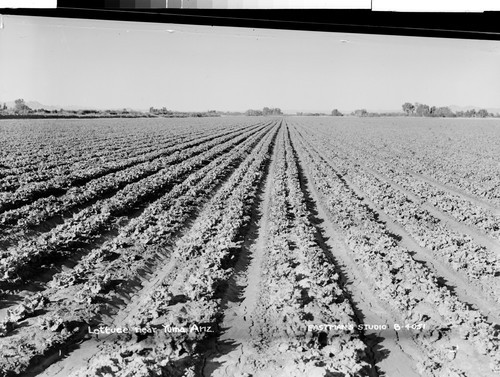 Lettuce near Yuma, Ariz