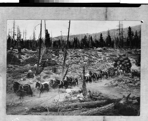 Logging in 1895