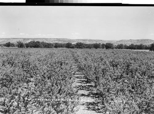 Peach Orchard, Near Red Bluff, Calif