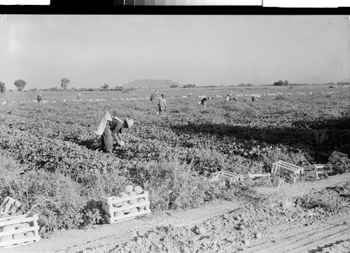 Harvesting Cantelopes at Yuma, Ariz