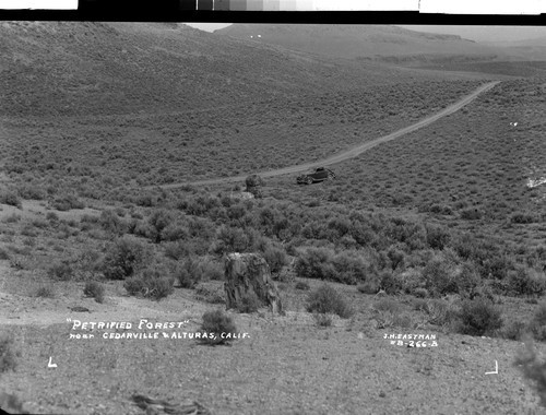 "Petrified Forest" near Cedarville & Alturas, Calif