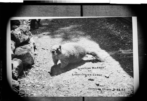 "Whistling Marmot" as Lakes Center Lodge