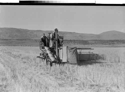 Sam Brown's Wheat