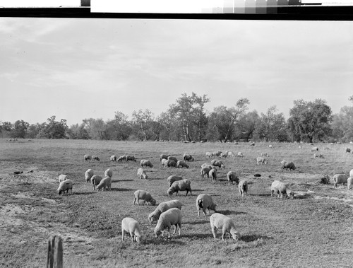 Sheep in Tehama County