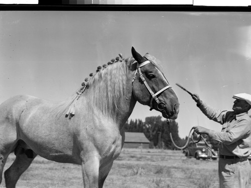 Man and Horse