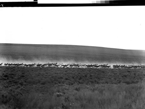 Antelope on Hart Mountain