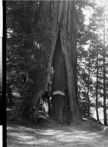 The Shrine Tree of the Redwoods