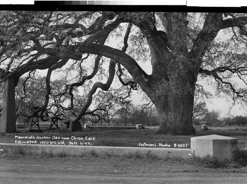 Mammoth Hooker Oak near Chico, Calif. Estimated 1000 yrs. old, 96 ft. high