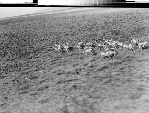 Antelope on Hart Mountain