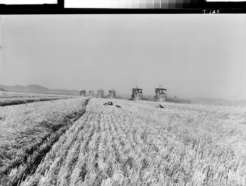 Tule Lake, Calif