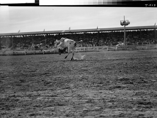 Miscellaneous Rodeo