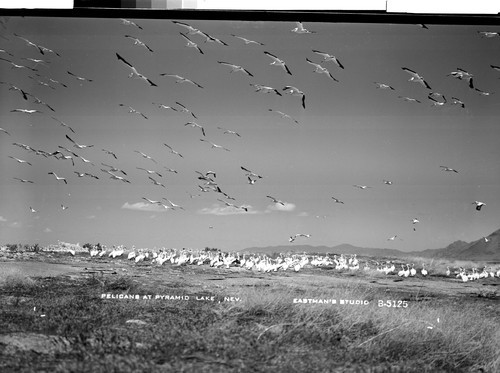 Pelicans at Pyramid Lake, Nev