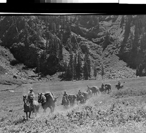 Pack Train in Marble Mt. Primitive Area, Calif