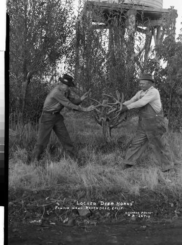 "Locked Deer Horns" Found near Ravendale, Calif