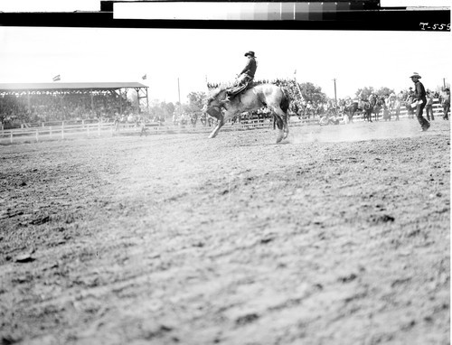 Bucking Contest at Red Bluff, Calif