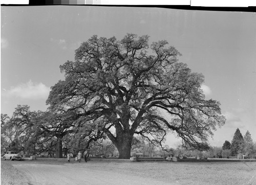 Mammoth Hooker Oak near Chico, Calif. Estimated age 1000 yrs., 96 ft. high