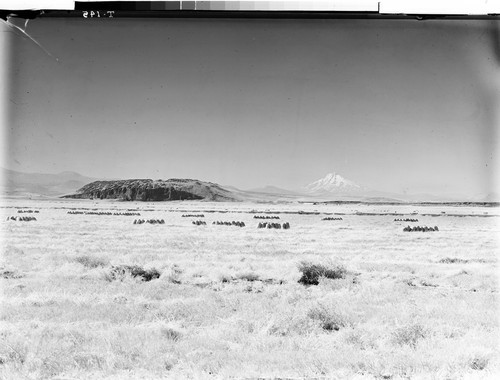 Tule Lake, Calif