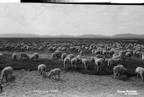 Sheep Raising in Oregon