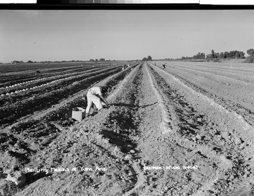 Planting Melons at Yuma, Ariz