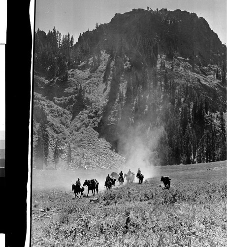 Pack Train in Marble Mt. Primitive Area, Calif