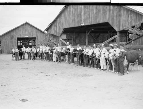 4H Livestock
