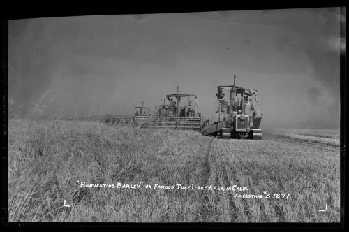 "Harvesting Barley" on Famous Tule Lake Area, In Calif