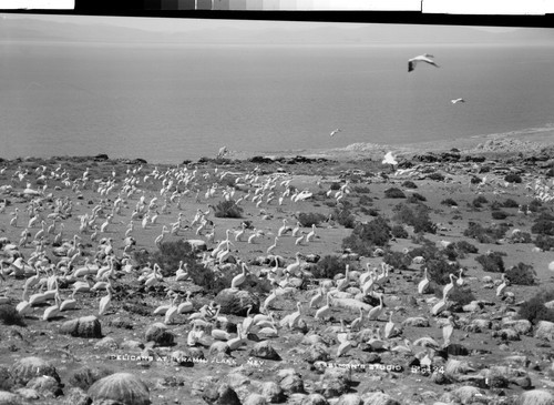 Pelicans at Pyramid Lake, Nev