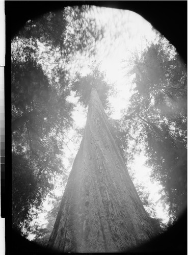 Founders Tree, 364 Ft. High The Tallest Redwood, Calif