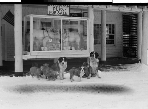 St. Bernard Lodge - Mill Creek, P.O. Calif