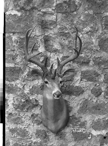 Specimen of Black-Tail-Deer Calif