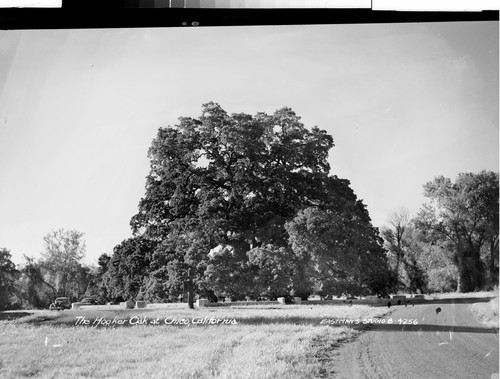 The Hooker Oak at Chico, California