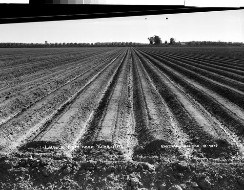 Lettuce field near Yuma, Ariz