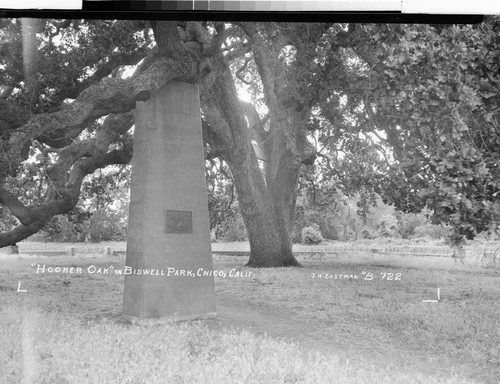 "Hooker Oak" in Bidwell Park, Chico, Calif