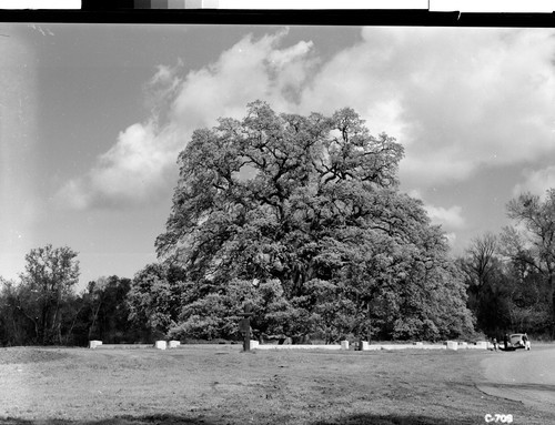 The Hooker Oak, Chico