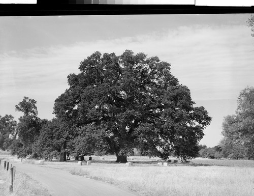 Mammoth Hooker Oak near Chico, Calif. Estimated age 1000 yrs., 96 ft. high