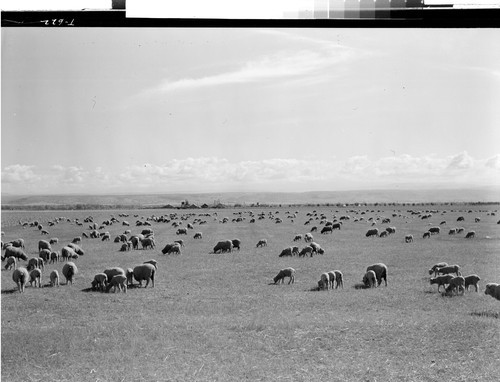 Sheep in Tehama County