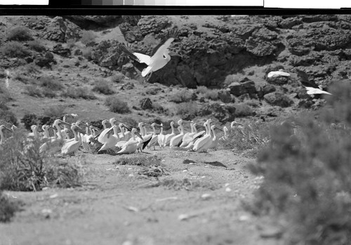 Pelicans