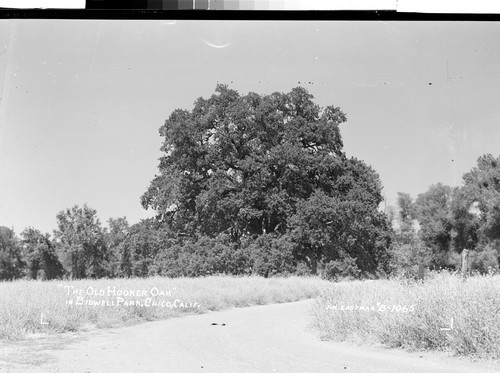 "The Old Hooker Oak" in Bidwell Park, Chico, Calif