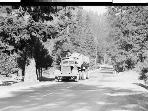 Logging in Plumas County, Calif