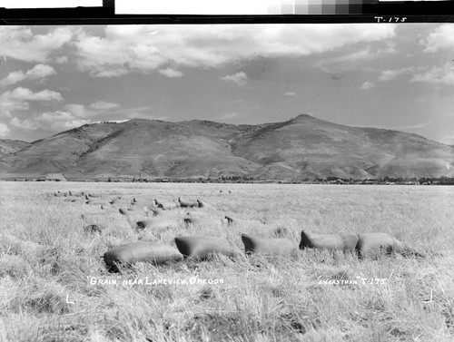 "Grain," near Lakeview, Oregon