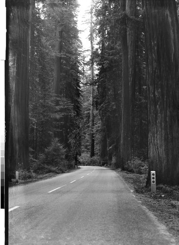 Redwoods on Highway 101, Calif