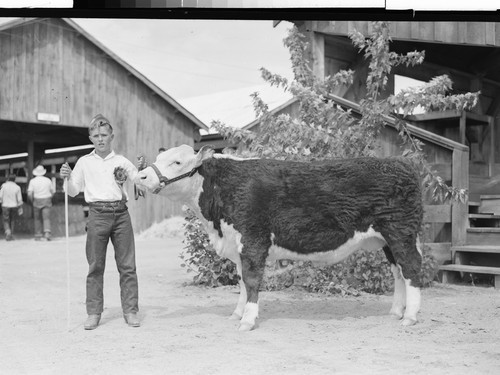 4H Livestock