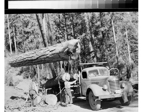 Loading Logs - Moonlight